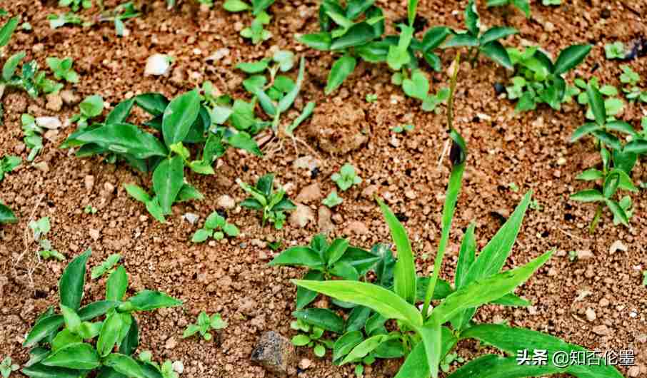 种植什么药材最赚钱(致富经一亩地赚60万)