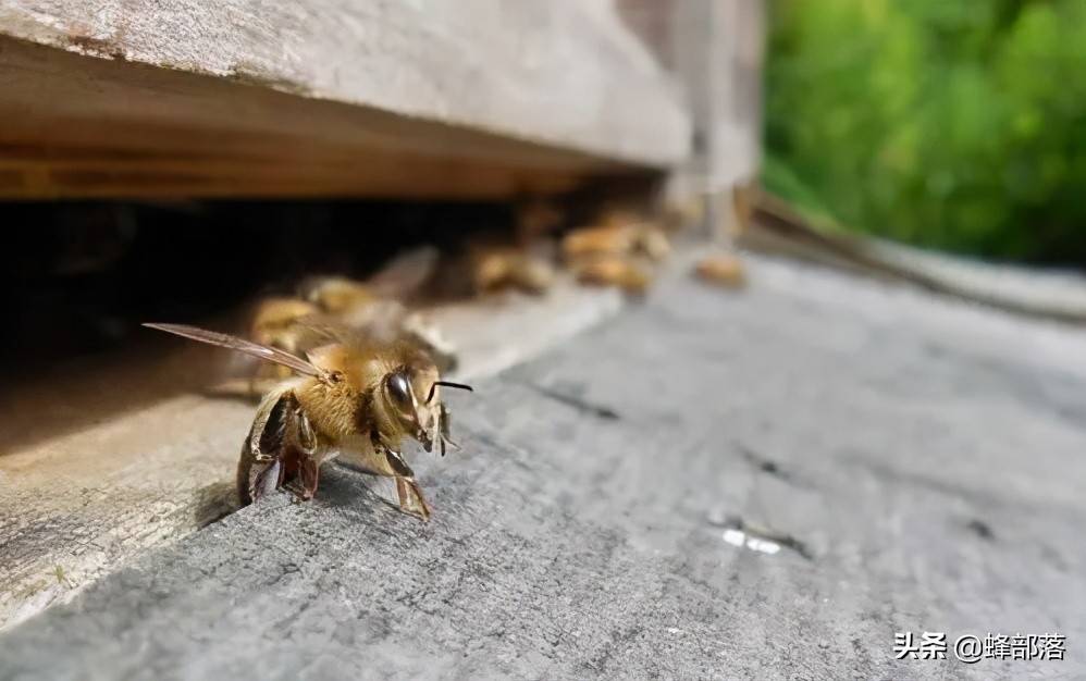 蜜蜂为什么跑(抓蜜蜂蜂王跑了怎么办)